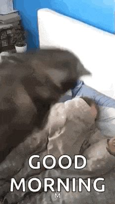 Goodmorning Wakeup GIF