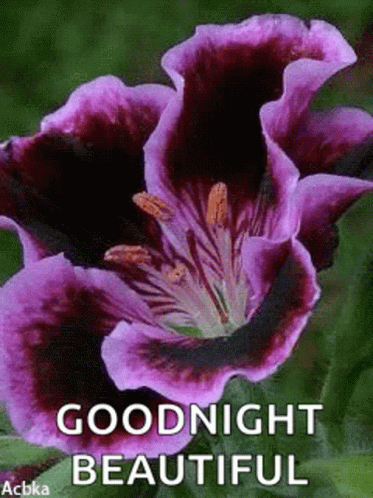 Goodnight Sparkles GIF