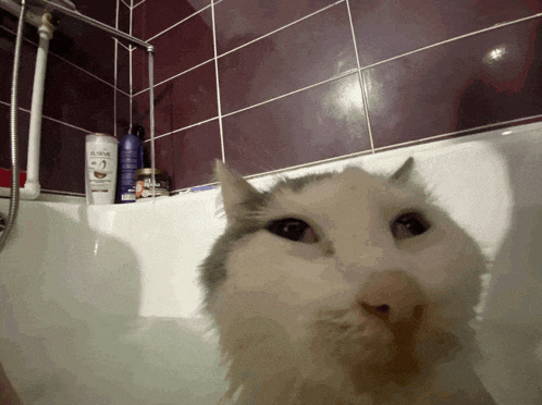 Goofy Ahh Goofy Cat Meme