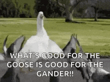 Goose Duck GIF