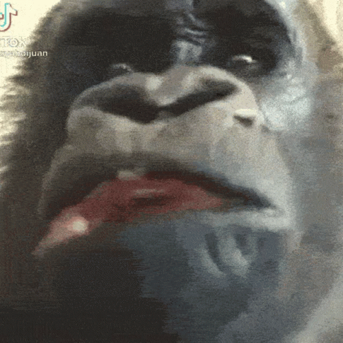 Gorilla Bruh GIF
