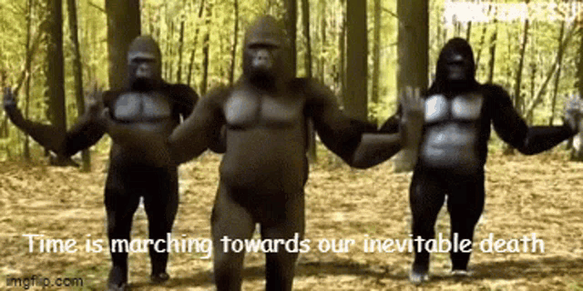 Gorilla Dance Gorilla GIF
