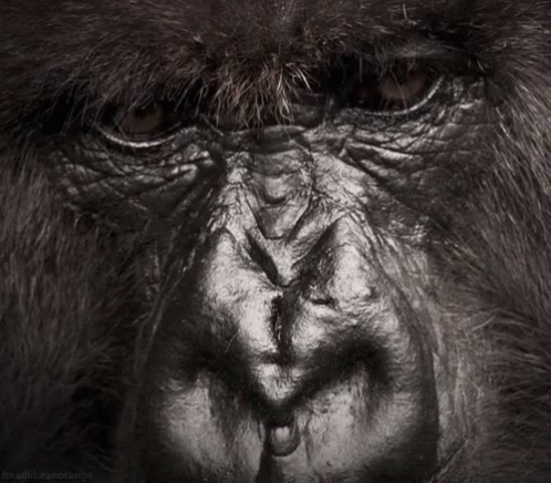 Gorilla From Http://Headlikeanorange.Tumblr.Com/ GIF. This 498 x 436 animated GIF is part of our sad tumblr collection. Related themes include animal. View…