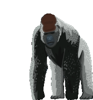 Gorilla Western Gorilla Sticker