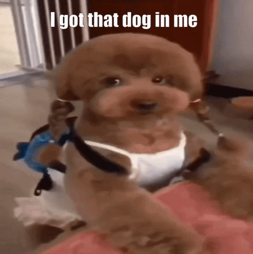 Got That Dog In Me Doggy GIF. This 496 x 498 animated GIF is part of our thats a no for me dawg collection. Created by briboy. View the original animation…