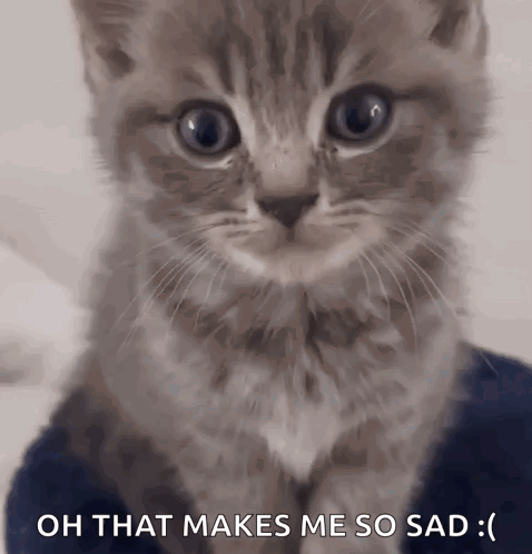 Gray Cat Grey Cat GIF