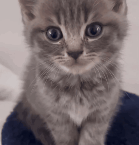 Gray Cat Grey Cat GIF