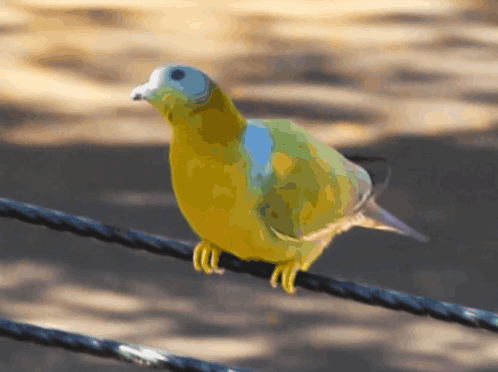 Green Pigeon Momo'S Sound Diary GIF. This 498 x 372 animated GIF is part of our funny pigeon collection. Related themes include bird, cute, funny. Created…