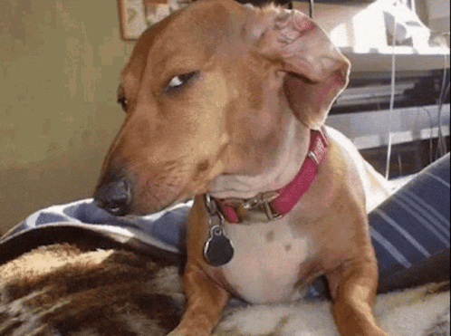 Greenhairbil Sus Dog GIF