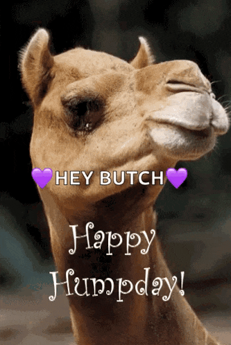Greeting Happyhumpday GIF
