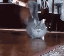 Grey Cat Running Towards Camera GIF