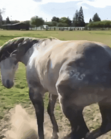 Grey Gray GIF. This 384 x 480 animated GIF is part of our horse kick collection. Related themes include dance, excited, horse. Created by dezmineann. View…