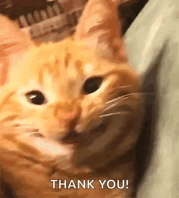 Grinning Cat Smiling Cat GIF