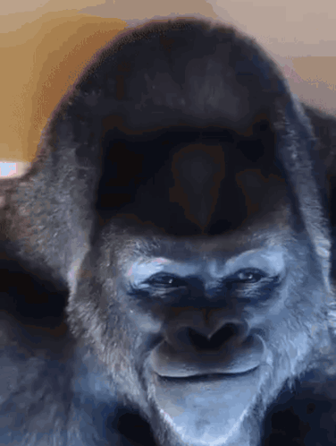Groilla Creepy GIF