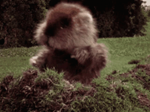 Groundhog Day GIF
