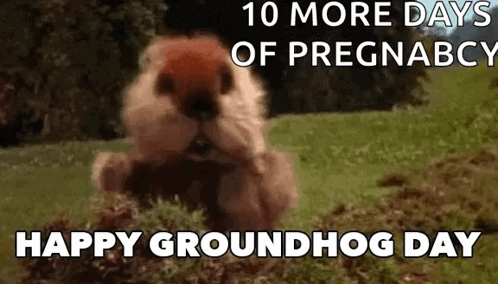 Groundhog Day Groundhogs Day GIF