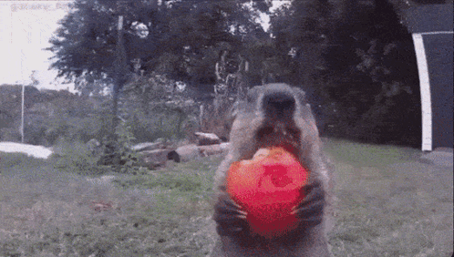 Groundhog Eat GIF