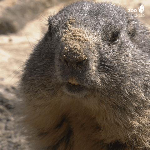 Groundhog Groundhog Day GIF