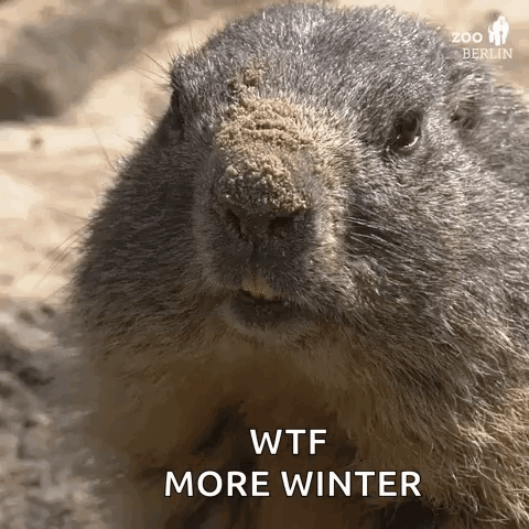 Groundhog Groundhog Day GIF