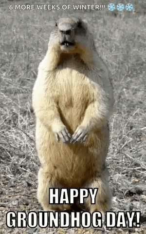 Groundhog Sniffing GIF
