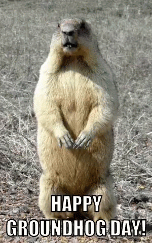 Groundhog Sniffing GIF