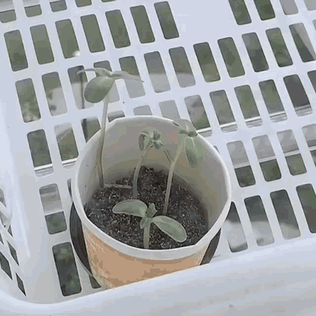 Grow Plant Growing Plant GIF
