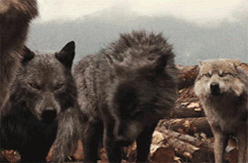 Growl Wolf GIF. This 498 x 329 animated GIF is part of our running wolf collection. Related themes include wolf. Created by RoseNotTheFlower. View the…