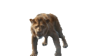 Growling Mufasa Sticker