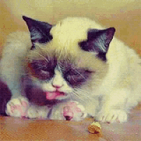 Grumpycat Yawn GIF