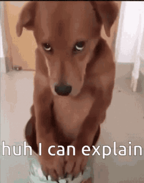 Guilty I Can Explain GIF