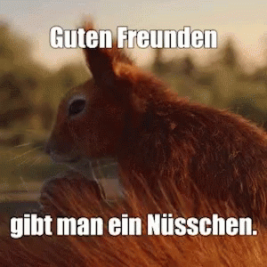 Guten Freunden Gibt Man Nüsschen Squirrel GIF. This 300 x 300 animated GIF is part of our liebe gruse zum donnerstag collection. Related themes include…