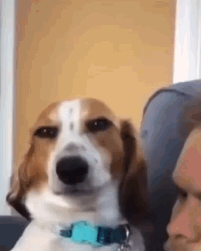 H2di Dog Smirk GIF