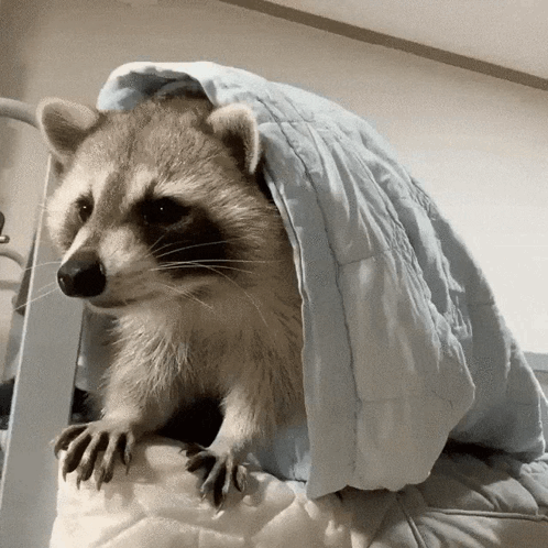 H2di Raccoon Hide GIF