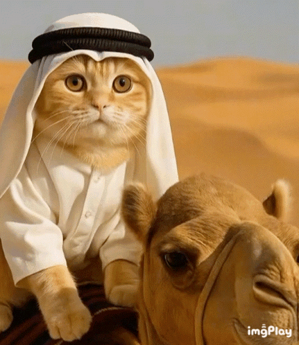 Habibi Cat GIF