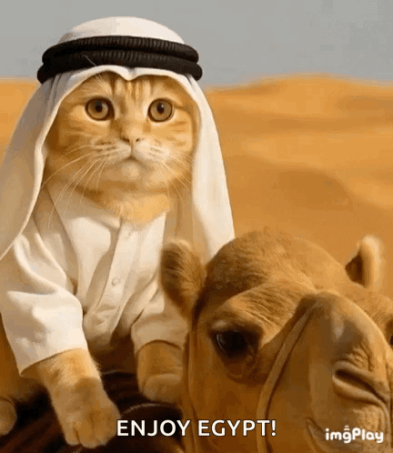 Habibi Cat GIF