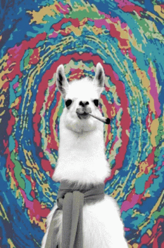 Haha Funny GIF. This 329 x 498 animated GIF is part of our lama collection. Related themes include funny, haha. Created by bobbiesue. View the original…