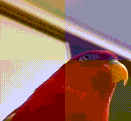 Haha Gumichan GIF