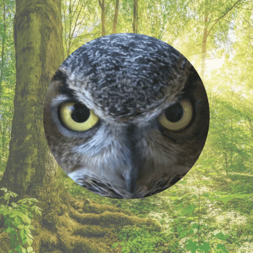 Hallo Geht Es Euch Gut Hallo GIF. This 498 x 498 animated GIF is part of our lustige bilder samstag collection. Related themes include guten morgen. Created…