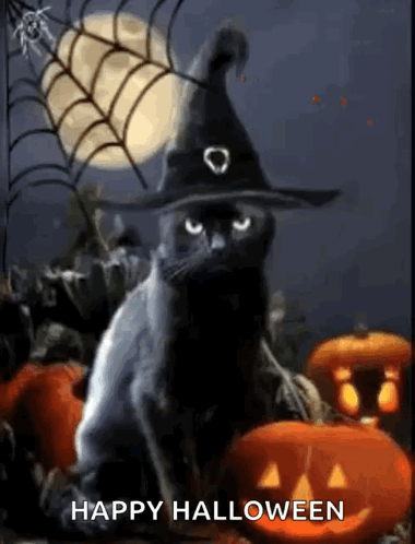 Halloween Cat GIF