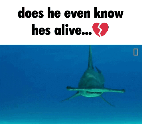 Hammerhead Caption GIF