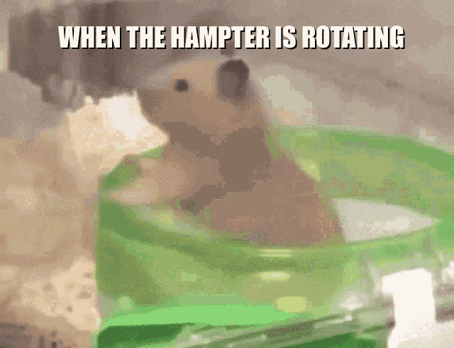 Hampter Rotating GIF