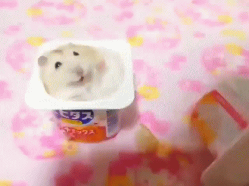 Hampter Yogurt Slap GIF