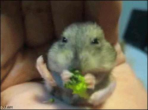 Hamster Ayasan GIF