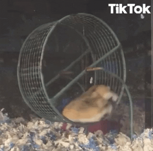 Hamster Ayasan GIF