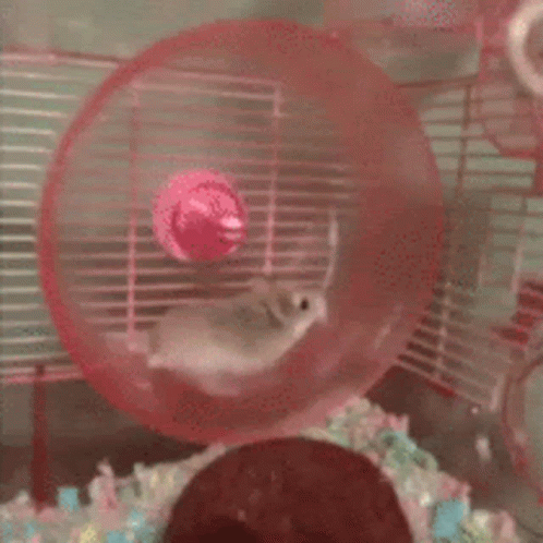 Hamster Flying GIF