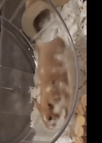 Hamster Hamster Balls GIF