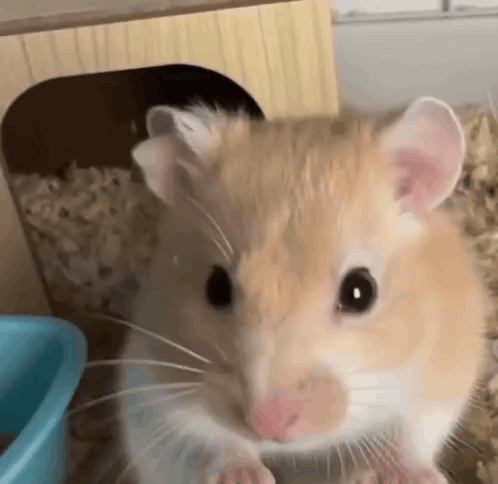 Hamster Hamster Meme GIF