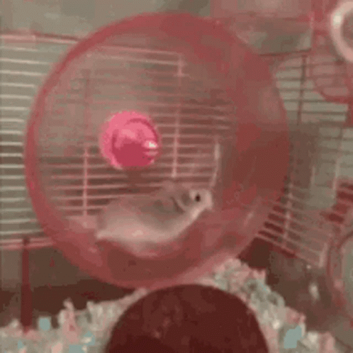 Hamster Hamster Wheel GIF