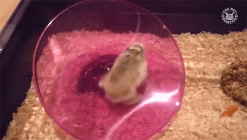 Hamster Hamster Wheel GIF