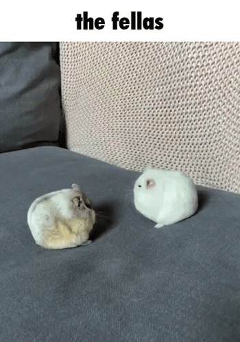 Hamster Hamsters GIF